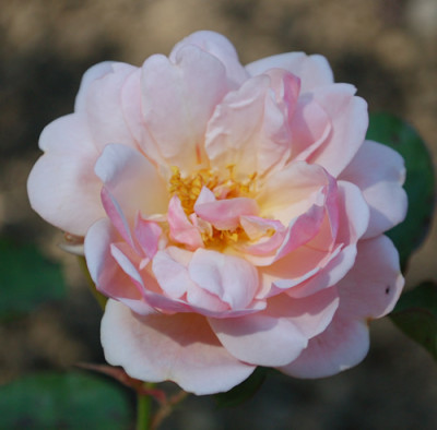 Felicia_0010__H_36883.jpg