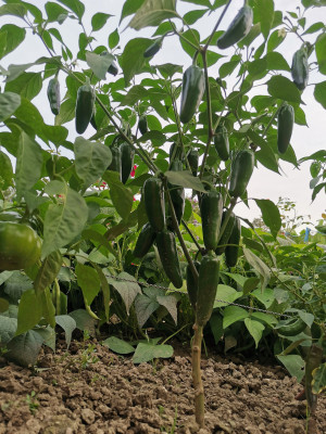 Jalapeno 20240803.jpeg