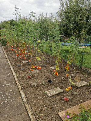 Tomaten PHYTIN 20240804.jpeg