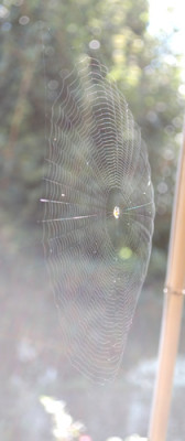 Spinnennetz_0010__36831.jpg