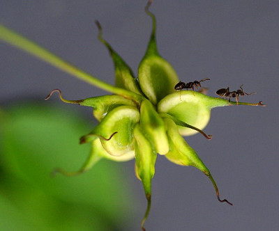 Clematis_samen.jpg