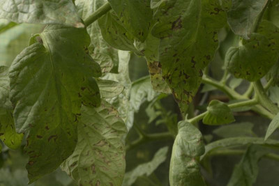 crop_tomato_disease20240805.jpg
