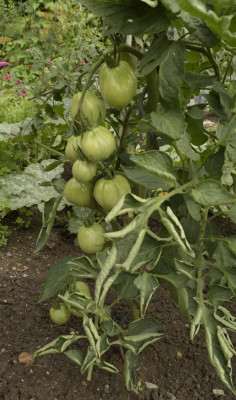 crop_ochsenherz.jpg