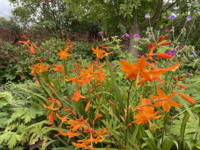 Crocosmia Star of the East August 2024.jpg