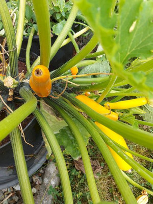 Zucchini ohne Befruchtung.ax.jpg