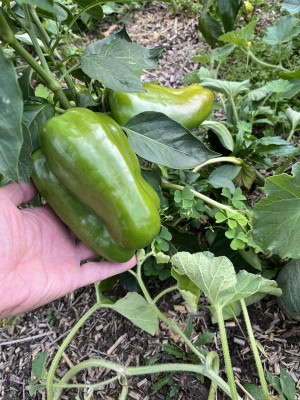 Paprika.jpg
