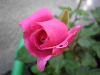 konig._maria_therese_Small.JPG