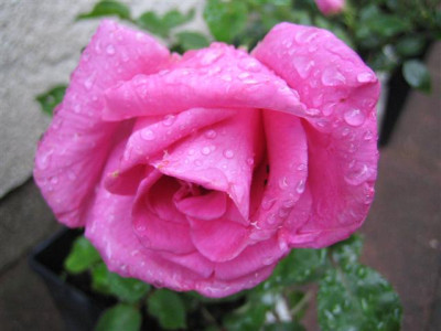 IMG_3868_Small.JPG