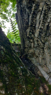 20240731_193206 Polypodium.jpg