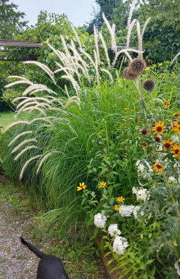 20240804_205156 Pennisetum Tall Tails.jpg