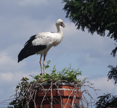 storch01.jpg