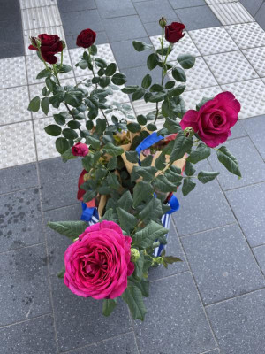 IMG_4301.jpeg