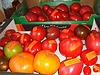 small_tomaten_3_plus.JPG