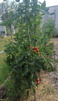 Kirschtomate_Beet.jpg