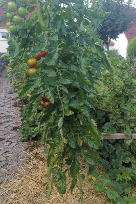 Kirschtomate2_Beet.jpg
