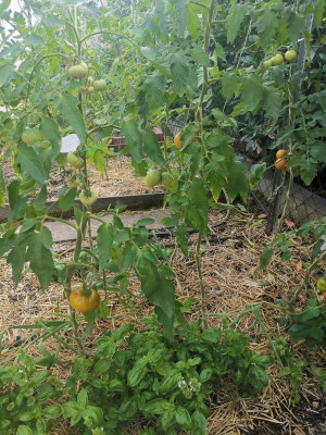 Malachit_Ochsenherz_Tomatendach.jpg