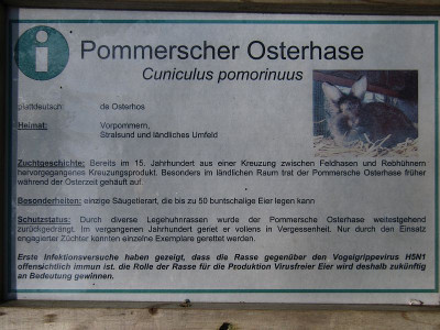 IMG_3996_Osterhase_.jpg