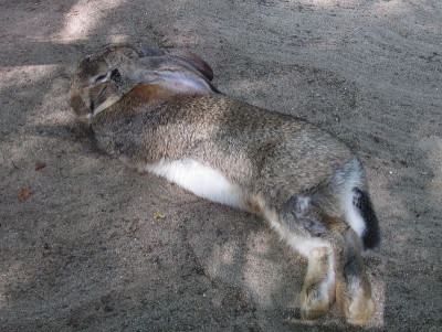 IMG_3997_Osterhase_.JPG