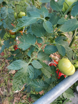 Tomaten PHYTIN 20240807.jpeg