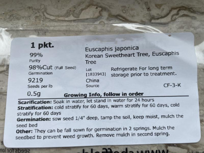 Euscaphis japonica zaden Sheffields 2024.jpg