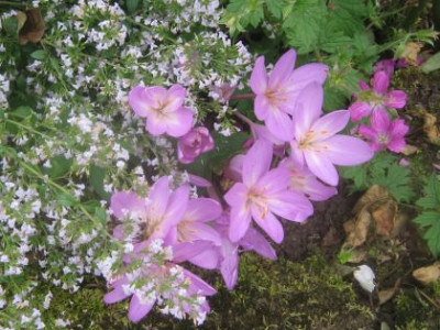 Colchicum_autumnale_2649.jpg