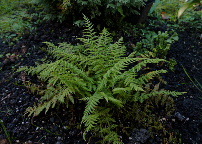DSC02036_DxO.jpg