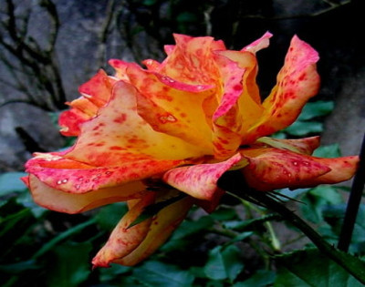 apricot6.JPG