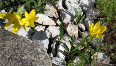 Sternbergia_lutea_2008-09-06.JPG