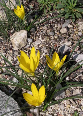 Sternbergia_sicula_ssp._gracea_2008-09-06.JPG