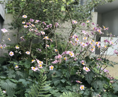 IMG_4916.jpeg