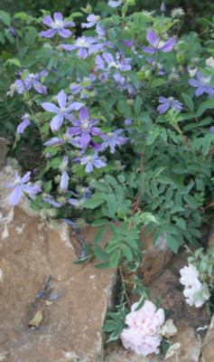 Arabella08_2.jpg