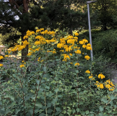 IMG_4922.jpeg