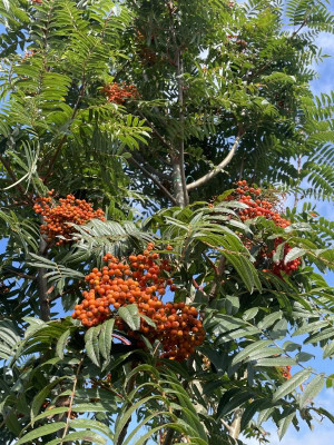 Sorbus scalaris (Hybrid) Beeren August 2024.jpg