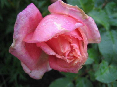 IMG_3910_Small.JPG
