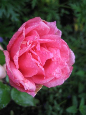 IMG_3909_Small.JPG