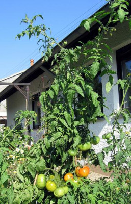 Freiland0808302.jpg