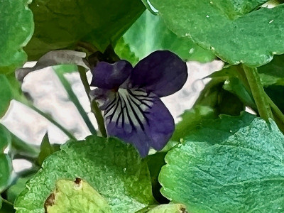 2024-08-11 Viola rostrata japonica.jpg