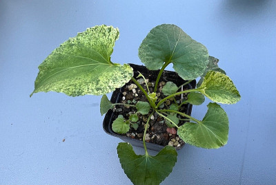 2024-08-11 Viola japonica f. albida.jpg