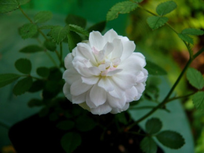 Sa._0801_aus_Prodana_nevesta_weii_677.JPG