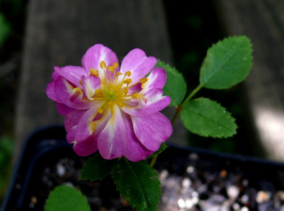 Sa._0802_aus_Prodana_nevesta_rot_534.JPG
