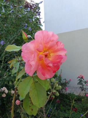 Rose.jpg