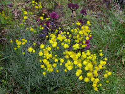 6.September_2008_Aster_linosyris_mit_Sedum_El_Cid.JPG
