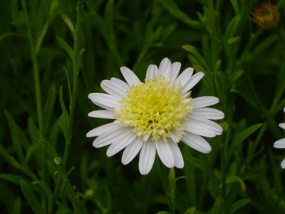 6.September_2008kl.19Kallimeris_pinnatifida_var._hortensis_Einzelbl...JPG