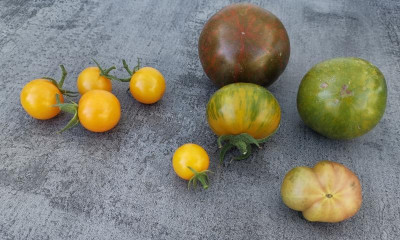 Tomatenernte_20240811.jpg