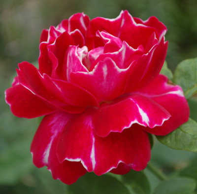 Baron_Girod_de_lAin_0010__7359.jpg