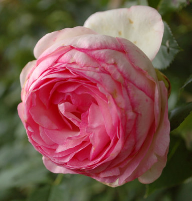 Pierre_de_Ronsard_0013__7373.jpg