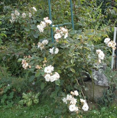 Penelope_0010__7382.jpg
