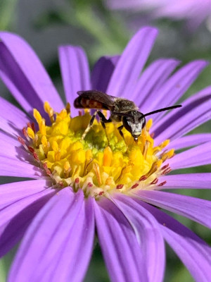 Schmalbiene auf Aster Moench