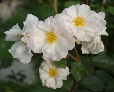 Penelope_0010__7380.jpg