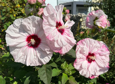 Roseneibisch 'Cherry Cheesecake'